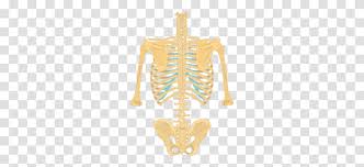 The illustrations were drawn in adobe illustrator using data from medical imaging surface anatomy: Tn A7pql1qxamm