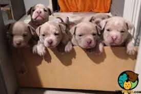 Pets | puppies & dogs | american bully | doncaster. American Bully Dogs And Puppies For Sale In Bristol