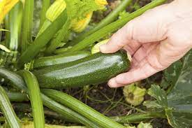 Just a few zucchini plants in a couple of pots and you will have more zucchini than your family can eat! Picking Zucchini Plants Learn How And When To Harvest Zucchini Squash