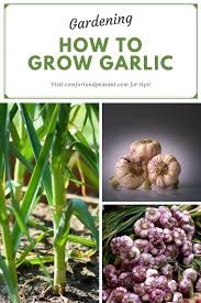 What month to plant garlic? How To Grow Garlic Comfort Peasant Growing Garlic Planting Garlic Food Garden