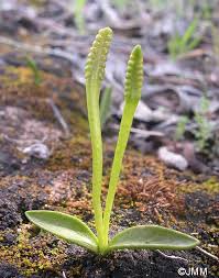 Image result for Ophioglossum polyphyllum