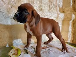 Browse thru our id verified puppy for sale listings to find your perfect puppy in your area. Boxer Puppies For Sale Odon In 350780 Petzlover