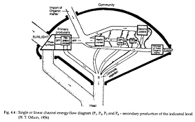 Top 3 Models Of Energy Flow In A Community Ecology