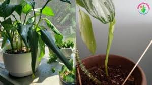 Some species of chinese evergreens have pink, silver, red, yellow, or. Chinese Evergreen Leaves Curling 10 Causes And Solutions Garden For Indoor