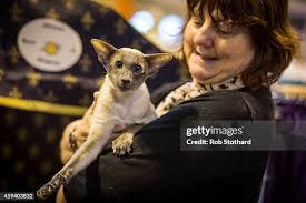 647 British Longhair Stock Photos, High-Res Pictures, and Images