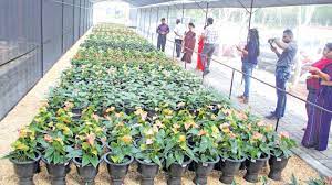 Anthurium Flower Exporters Sri Lanka Best Flower Wallpaper
