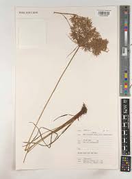 Image result for Cyperus distans