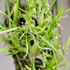 Image result for Microcoelia exilis