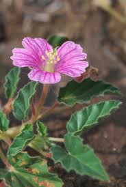Image result for Monsonia senegalensis