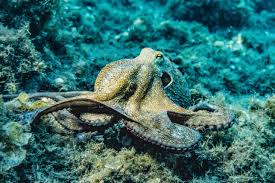 Beneficios de usar los planes de pulpo. El Verdadero Secreto De La Inteligencia Del Pulpo Foro Economico Mundial
