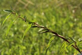 Image result for Corchorus olitorius