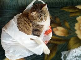 He will eat shopping bags, cellophane wrappers, anything. Why Are Some Cats Obsessed With Plastic Bags