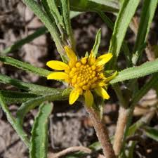 Image result for Geigeria brevifolia