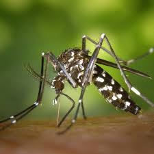 Bug busters pest control services фармвилл, принс эдуард каунти, вирджиния. Bug Buster