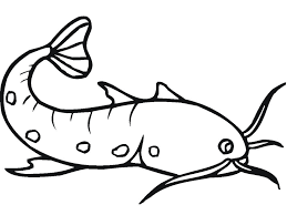 Free printable catfish coloring pages. Simple Catfish Coloring Page Free Printable Coloring Pages For Kids