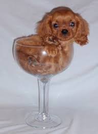 Adopt Greater Chicago Cavalier Rescue King Charles Cavalier Spaniel Puppy Cavalier King Charles Spaniel Tricolor Cavalier King Charles Dog