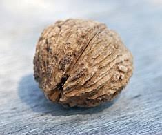 Nut trees nut trees can dramatically enhance your home landscape. Juglans Nigra Wikipedia
