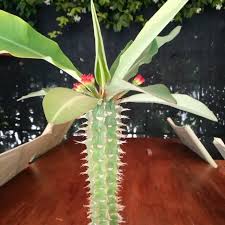 Image result for Euphorbia epicyparissias