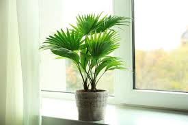Cat Palms Care Everything You Need To Know Planting Flowers Plants Palm