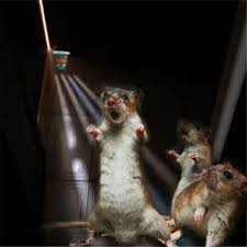 Memelihara kucing pada kenyataannya, kucing memanglah. Mimpi Membunuh Tikus Python