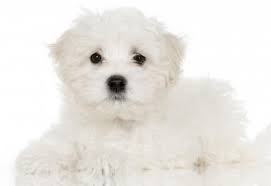 Allergies are sensitive depending on the puppy, multiple puppies will make it hard to determine allergic reaction. Maltese Dogs For Adoption By Owner Maltese Rehoming Services