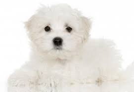 Or advertise your maltese puppies for free. Maltese Dogs For Adoption By Owner Maltese Rehoming Services