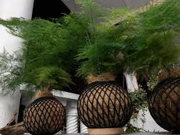 Most of our plants are already potted, which makes them easy to transfer into a larger decorative plant pot or a. Decorative Indoor Plants Home Facebook