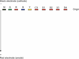 Different types of electrophoresis gels are used to provide different types of information. Graphic Representation Of Loading The Gel With Food Dyes And Crime Download Scientific Diagram