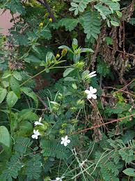 Image result for Barleria elegans