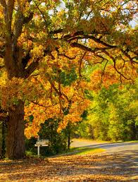 White Oak