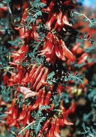 Image result for Dyschoriste multicaulis