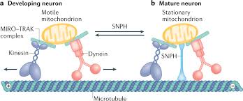 Image result for Synandrodaphne