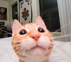 If your dog has eaten pistachios, it's important to take stock of the situation. Can Cats Eat Pistachios