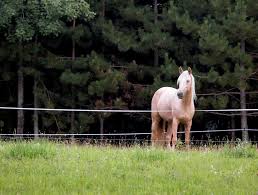 The Ins and Outs of Temporary Horse Fencing