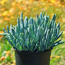 Image result for tbn:HNtrRnQBmFuaxM::www.bluechopsticks.com/img_large/800CC_0805S1015.jpg