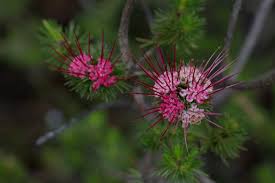 Image result for Myrtaceae