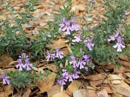 Image result for Lamiaceae