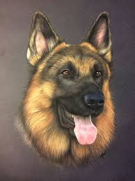 Zeichnung Des Deutschen Schaferhundes In Pastell Tierportrat In 30 X 40 Cm Chiens Peints Ou Dessines Chiens De Hayvan Resimleri Hayvan Cizimi Kopek