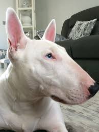 Pitbull Terrier Black And Blue Eyes Misty Blue Eyes White Bull Terrier Bull Terrier English Bull Terriers