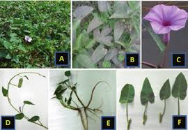 Image result for Ipomoea crassipes