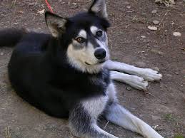 Need to rehome your dog? Do Wolf Dog Hybrids Make Good Pets Pethelpful