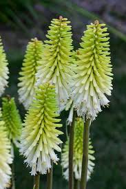 Image result for Kniphofia
