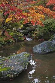 Japanese Maples Little Stream Seattle Japanese Garden Japan Garden Japanese Garden