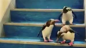 Downstairs walking in toddlers is a big accomplishment. Kid Jumps Down Stairs With Cape Kidrizi