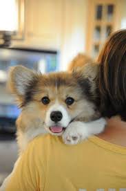 Meet Simon The Long Haired Corgi Corgi Fluffy Corgi Puppies