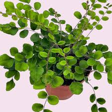 Image result for Pellaea dura