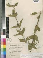 Image result for Lantana ukambensis