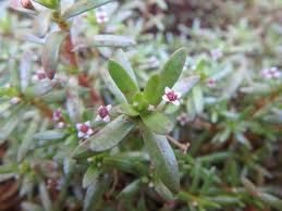 Image result for Crassula granvikii