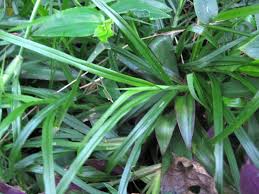 Image result for Coelachne africana