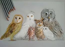 Explore quality tekeningen pictures, illustrations from top photographers. Cute Owl Love Drawing Images